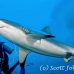shark_greyreef_kk_h_0705_png1444.jpg